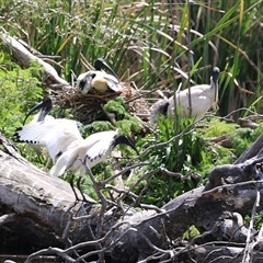 Threskiornis molucca at Fyshwick, ACT - 9 Oct 2024