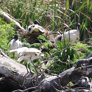 Threskiornis molucca at Fyshwick, ACT - 9 Oct 2024