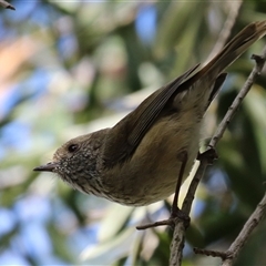 Acanthiza pusilla (Brown Thornbill) at Fyshwick, ACT - 9 Oct 2024 by RodDeb