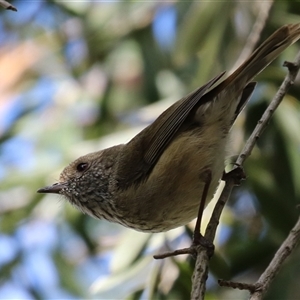 Acanthiza pusilla at Fyshwick, ACT - 9 Oct 2024