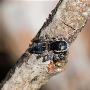 Maratus proszynskii at Mount Clear, ACT - 9 Oct 2024