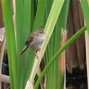 Poodytes gramineus at Fyshwick, ACT - 9 Oct 2024