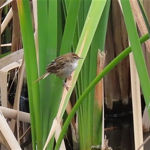 Poodytes gramineus at Fyshwick, ACT - 9 Oct 2024