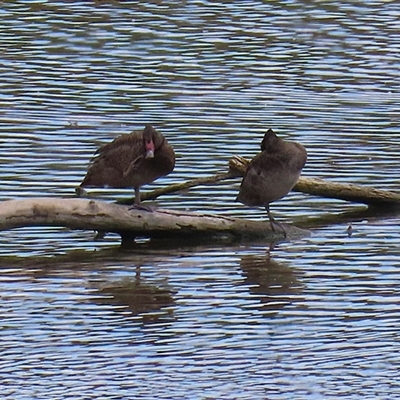 Stictonetta naevosa (Freckled Duck) at Fyshwick, ACT - 9 Oct 2024 by RodDeb