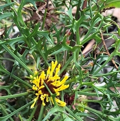 Isopogon ceratophyllus (Horny Cone-bush) at Flinders Chase, SA - 30 Sep 2024 by MichaelMulvaney