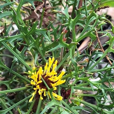 Isopogon ceratophyllus (Horny Cone-bush) at Flinders Chase, SA - 30 Sep 2024 by MichaelMulvaney