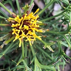 Isopogon ceratophyllus at suppressed - suppressed