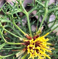 Isopogon ceratophyllus at suppressed - 30 Sep 2024