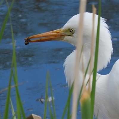 Ardea plumifera (Plumed Egret) at Fyshwick, ACT - 9 Oct 2024 by RodDeb