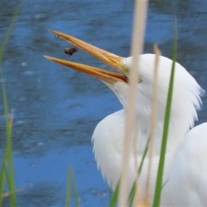 Ardea plumifera at Fyshwick, ACT - 9 Oct 2024