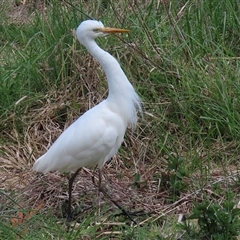 Ardea plumifera at Fyshwick, ACT - 9 Oct 2024