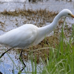 Ardea plumifera at Fyshwick, ACT - 9 Oct 2024