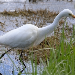 Ardea plumifera at Fyshwick, ACT - 9 Oct 2024