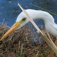 Ardea plumifera at Fyshwick, ACT - 9 Oct 2024