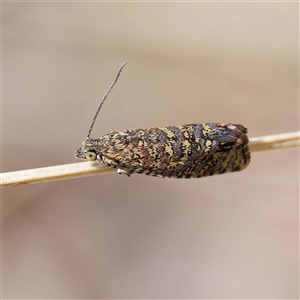 Isochorista panaeolana at Mount Clear, ACT - 9 Oct 2024 11:25 AM