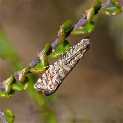 Isochorista panaeolana at Mount Clear, ACT - 9 Oct 2024