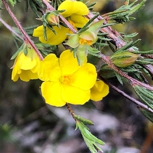 Hibbertia virgata at Flinders Chase, SA - 30 Sep 2024