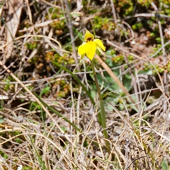 Diuris subalpina at Mount Clear, ACT - suppressed