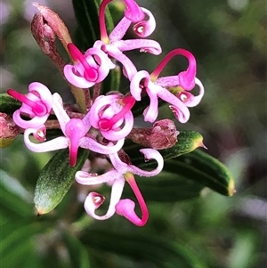 Grevillea quinquenervis at suppressed - suppressed