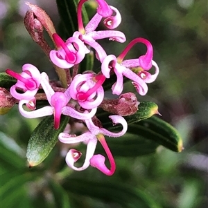 Grevillea quinquenervis (Five-veined Grevillea) at Flinders Chase, SA by MichaelMulvaney