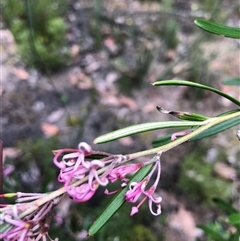 Grevillea quinquenervis at suppressed - suppressed
