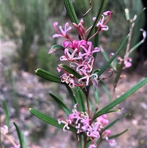 Grevillea quinquenervis at suppressed - suppressed
