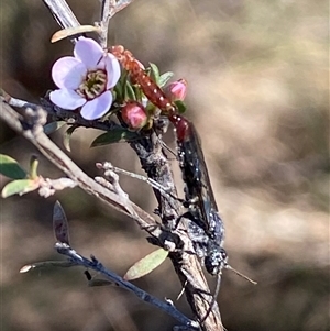 Thynninae (subfamily) at Jerrabomberra, NSW - 10 Oct 2024