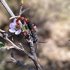 Thynninae (subfamily) at Jerrabomberra, NSW - 10 Oct 2024