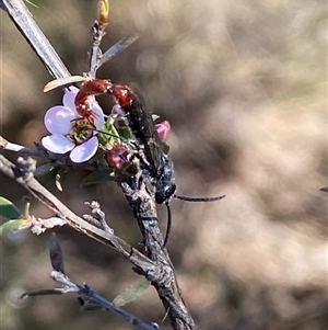 Thynninae (subfamily) at Jerrabomberra, NSW - 10 Oct 2024