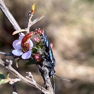 Thynninae (subfamily) at Jerrabomberra, NSW - 10 Oct 2024