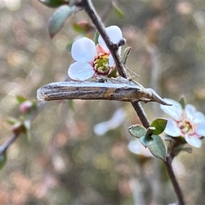 Etiella behrii at Jerrabomberra, NSW - 10 Oct 2024