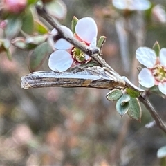 Etiella behrii at Jerrabomberra, NSW - 10 Oct 2024 04:57 PM