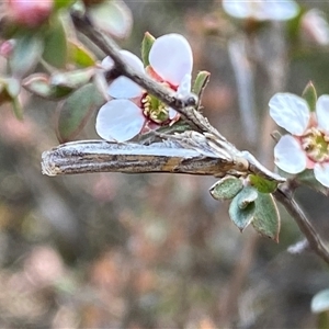 Etiella behrii at Jerrabomberra, NSW - 10 Oct 2024