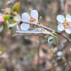 Etiella behrii at Jerrabomberra, NSW - 10 Oct 2024