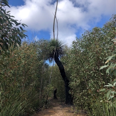 Xanthorrhoea semiplana subsp. tateana (Tate's Grass-tree) at Flinders Chase, SA - 30 Sep 2024 by MichaelMulvaney