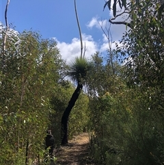 Xanthorrhoea semiplana subsp. tateana at Flinders Chase, SA - 30 Sep 2024 12:56 PM