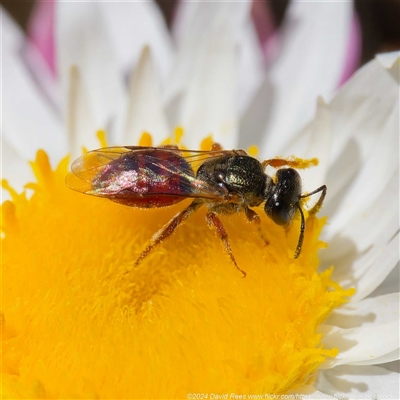 Lasioglossum (Homalictus) punctatum (A halictid bee) at Mount Clear, ACT - 9 Oct 2024 by DPRees125