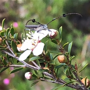 Leptospermum myrsinoides (Heath Teatree) at Flinders Chase, SA by MichaelMulvaney