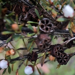 Leptospermum myrsinoides at suppressed - suppressed