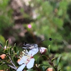 Leptospermum myrsinoides at suppressed - suppressed