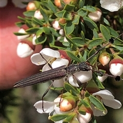 Leptospermum myrsinoides at suppressed - 30 Sep 2024