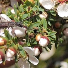 Leptospermum myrsinoides at suppressed - suppressed