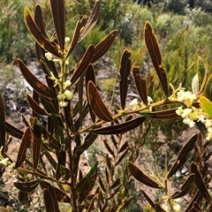 Acacia myrtifolia (Myrtle Wattle) at Flinders Chase, SA - 30 Sep 2024 by MichaelMulvaney