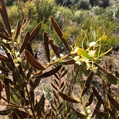 Acacia myrtifolia at Flinders Chase, SA - 30 Sep 2024