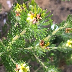 Adenanthos terminalis (Yellow Gland-flower) at Flinders Chase, SA - 30 Sep 2024 by MichaelMulvaney