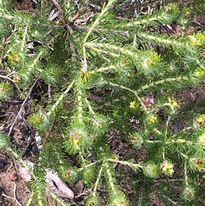 Adenanthos terminalis at Flinders Chase, SA - 30 Sep 2024