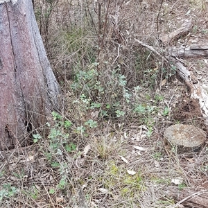 Marrubium vulgare at Watson, ACT - 18 Aug 2024 12:51 PM