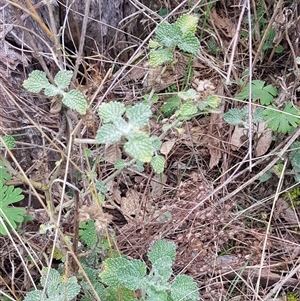 Marrubium vulgare at Watson, ACT - 18 Aug 2024 12:51 PM