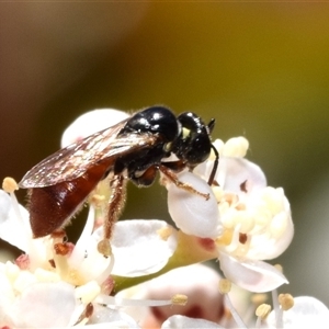 Exoneura sp. (genus) at Jerrabomberra, NSW - suppressed