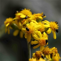 Senecio garlandii (Woolly Ragwort) at The Rock, NSW - 7 Oct 2024 by ConBoekel